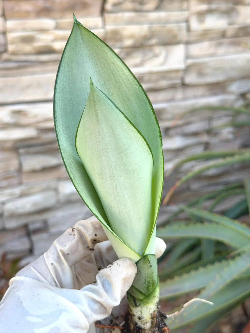 Sansevieria Moonshine Live Plant – 4-Inch Easy-Care Snake Plant Houseplant