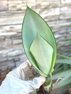 Sansevieria Moonshine Live Plant – 4-Inch Easy-Care Snake Plant Houseplant