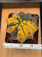Variegated Gymnocalycium Ochoterenae Cactus – Rare Crested Live Cactus | Variegated- Collector Plant | Exact Plant #375