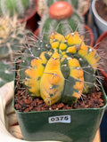 Variegated Gymnocalycium Ochoterenae Cactus – Rare Crested Live Cactus | Variegated- Collector Plant | Exact Plant #375