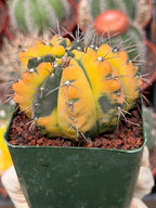 Variegated Gymnocalycium Ochoterenae Cactus – Rare Crested Live Cactus | Variegated- Collector Plant | Exact Plant #375