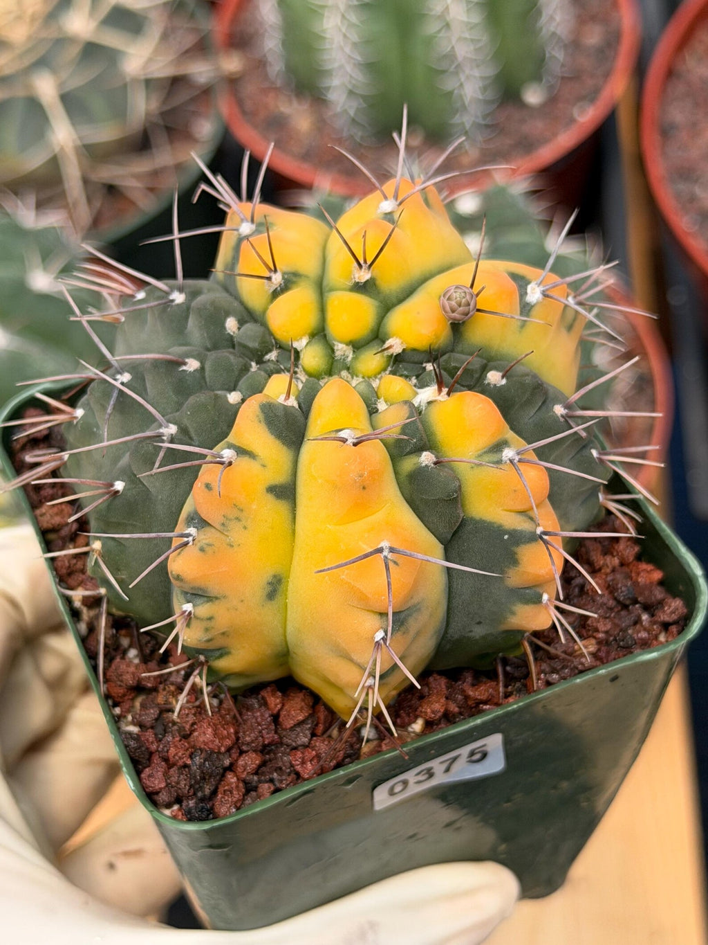 Variegated Gymnocalycium Ochoterenae Cactus – Rare Crested Live Cactus | Variegated- Collector Plant | Exact Plant #375