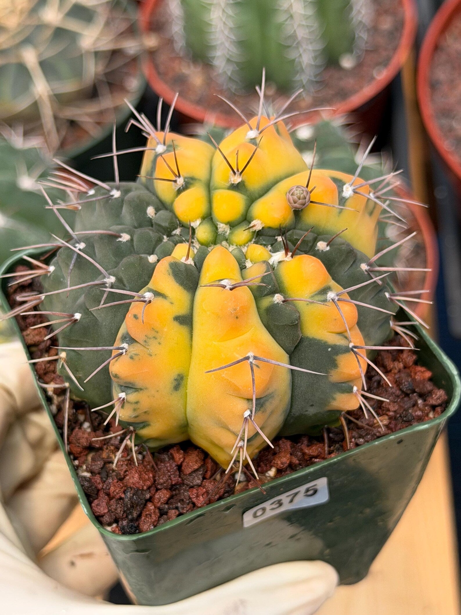 Variegated Gymnocalycium Ochoterenae Cactus – Rare Crested Live Cactus | Variegated- Collector Plant | Exact Plant #375