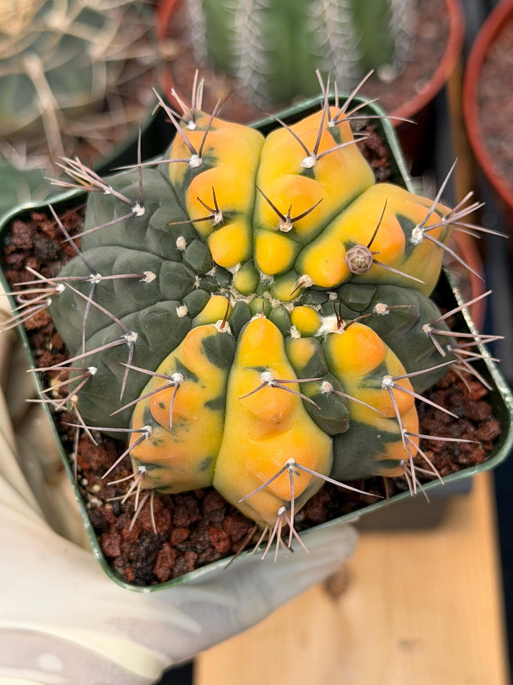 Variegated Gymnocalycium Ochoterenae Cactus – Rare Crested Live Cactus | Variegated- Collector Plant | Exact Plant #375