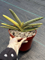 Variegated Sansevieria Boncel Easy Care Snake Plant
