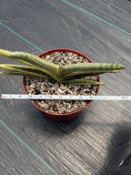 Variegated Sansevieria Boncel Easy Care Snake Plant