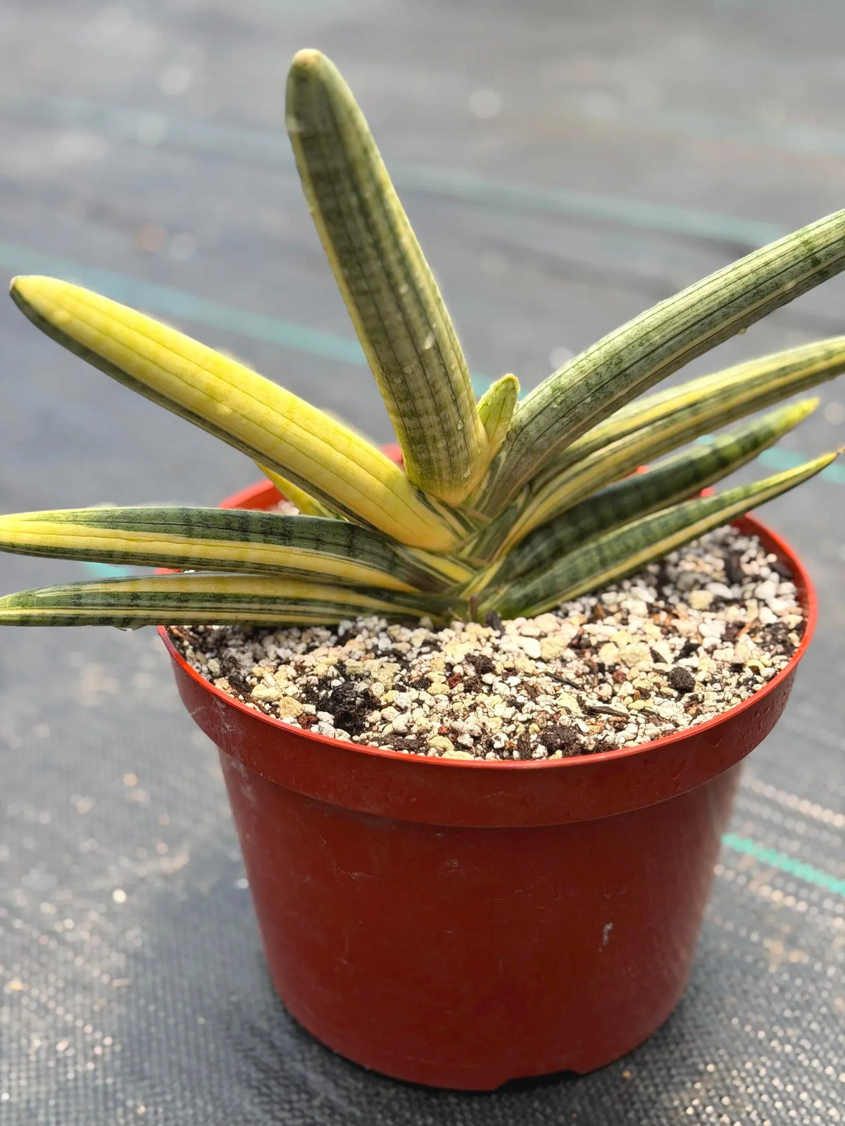Variegated Sansevieria Boncel Easy Care Snake Plant
