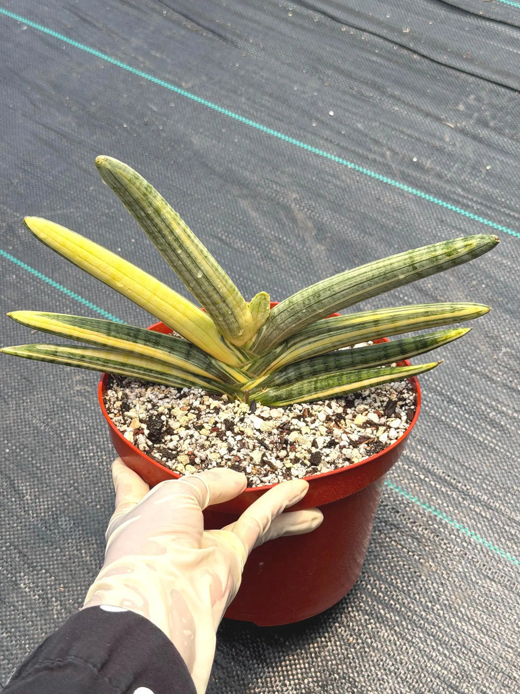 Variegated Sansevieria Boncel Easy Care Snake Plant