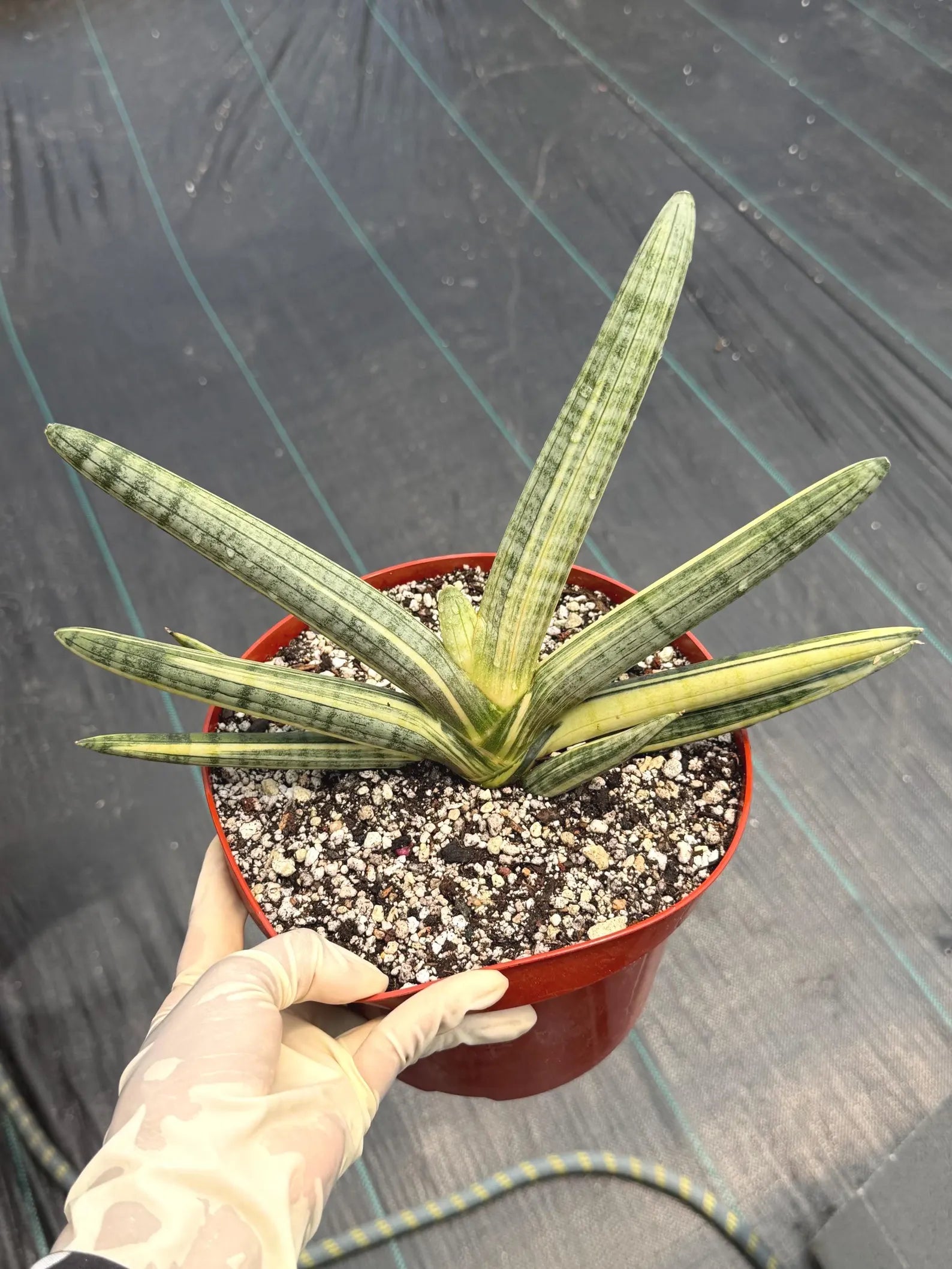Variegated Sansevieria Boncel Easy Care Snake Plant