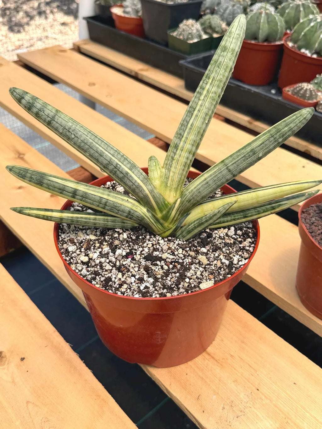 Variegated Sansevieria Boncel Easy Care Snake Plant