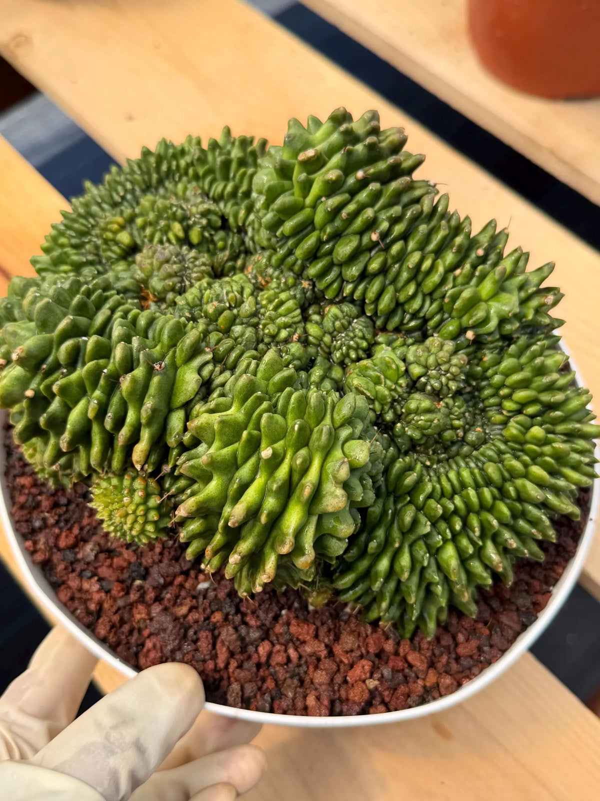 Crested Gymnocalycium Inermis | Rare Live Cactus Plant #149