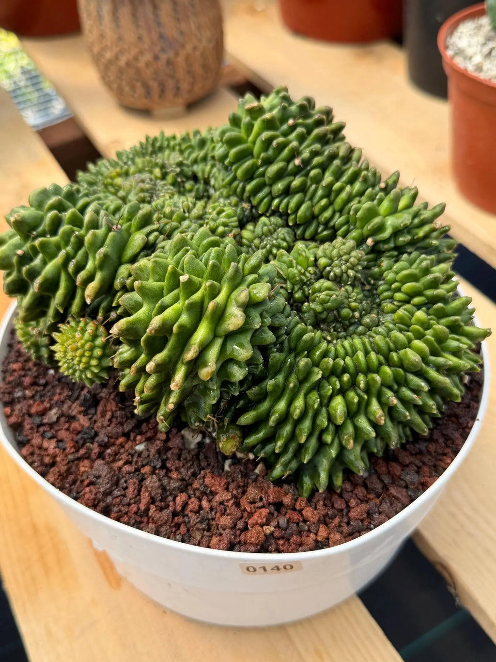 Crested Gymnocalycium Inermis | Rare Live Cactus Plant #149