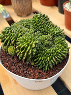 Crested Gymnocalycium Inermis | Rare Live Cactus Plant #149