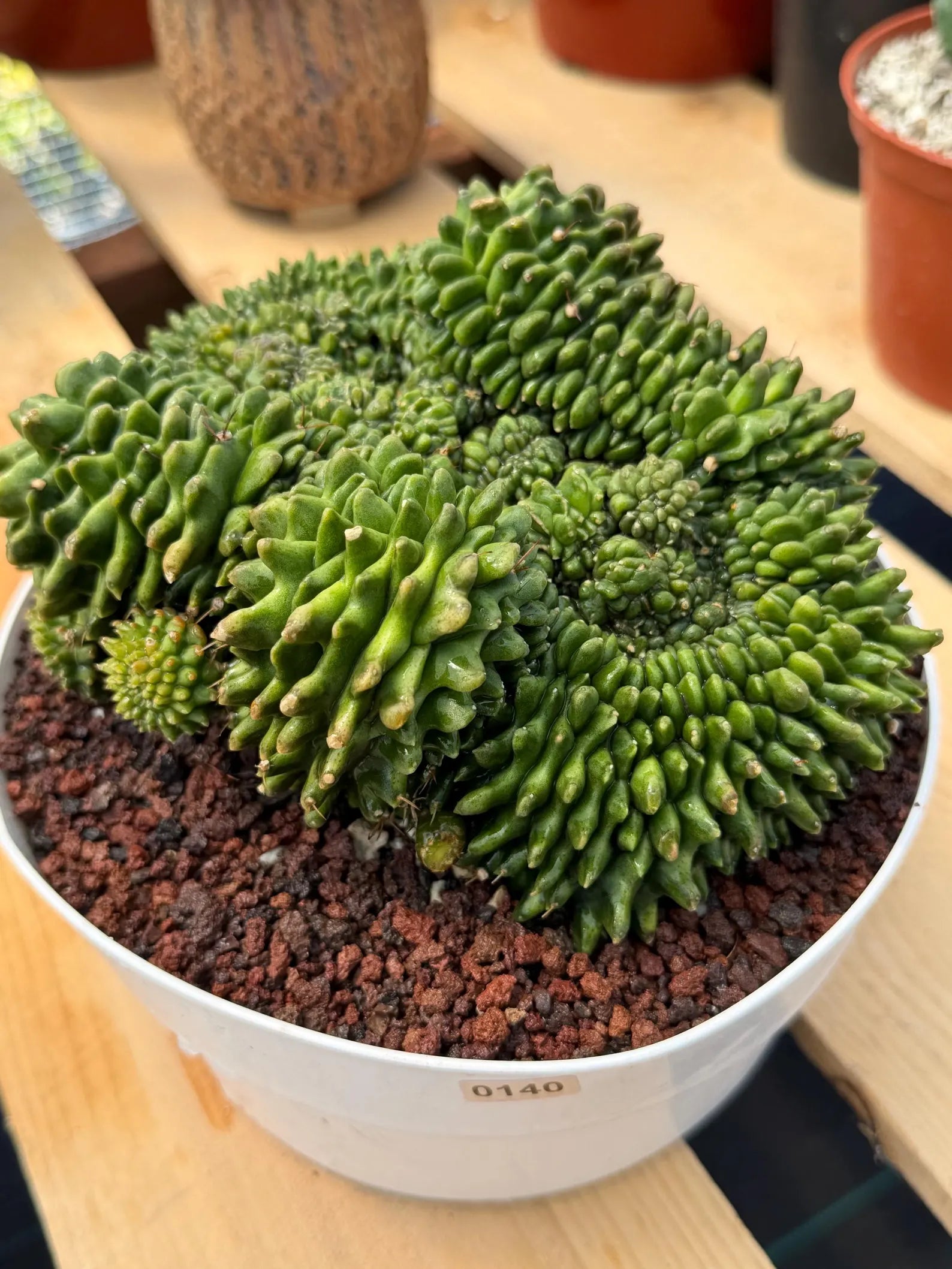 Crested Gymnocalycium Inermis | Rare Live Cactus Plant #149