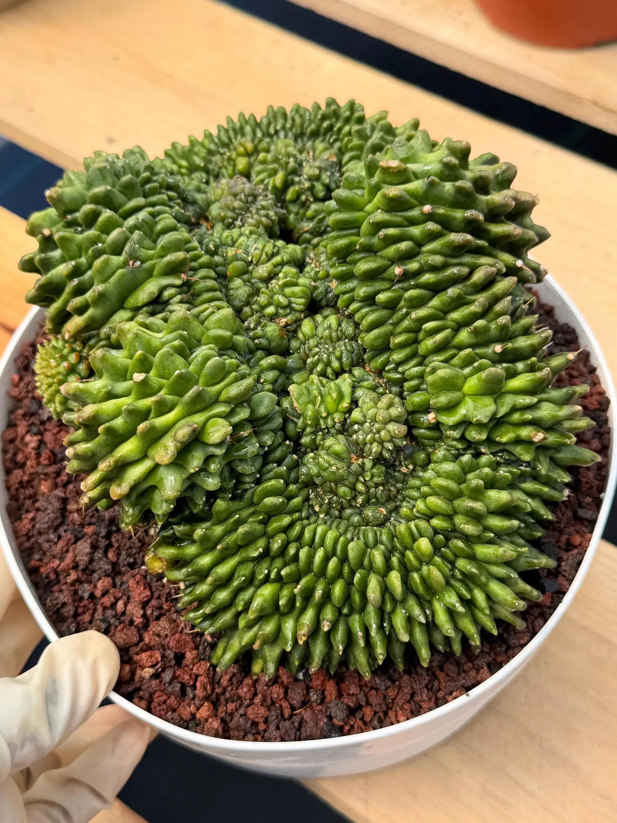 Crested Gymnocalycium Inermis | Rare Live Cactus Plant #149