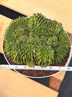 Crested Gymnocalycium Inermis | Rare Live Cactus Plant #149