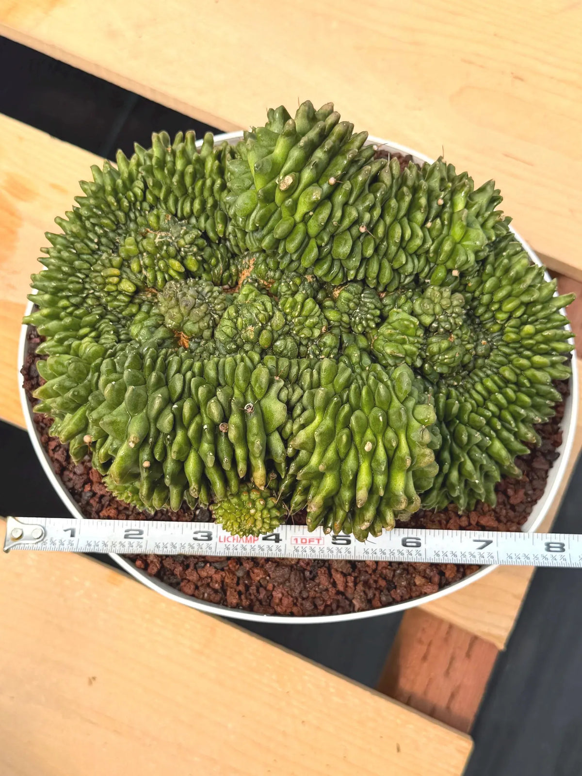 Crested Gymnocalycium Inermis | Rare Live Cactus Plant #149