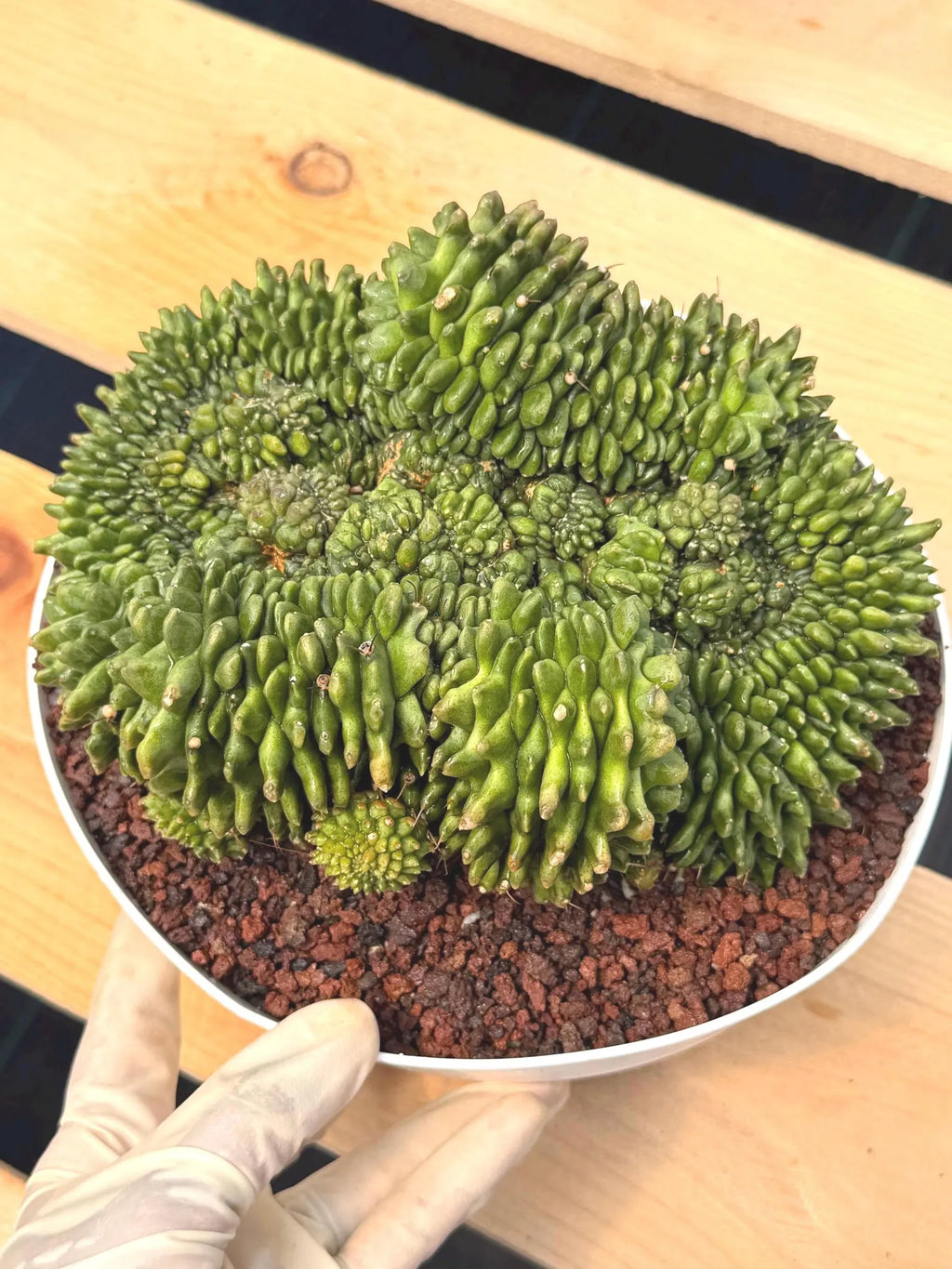 Crested Gymnocalycium Inermis | Rare Live Cactus Plant #149