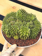Crested Gymnocalycium Inermis | Rare Live Cactus Plant #149