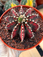 Variegated Gymnocalycium Mihanovichii | Rare Live Collector Cactus #424