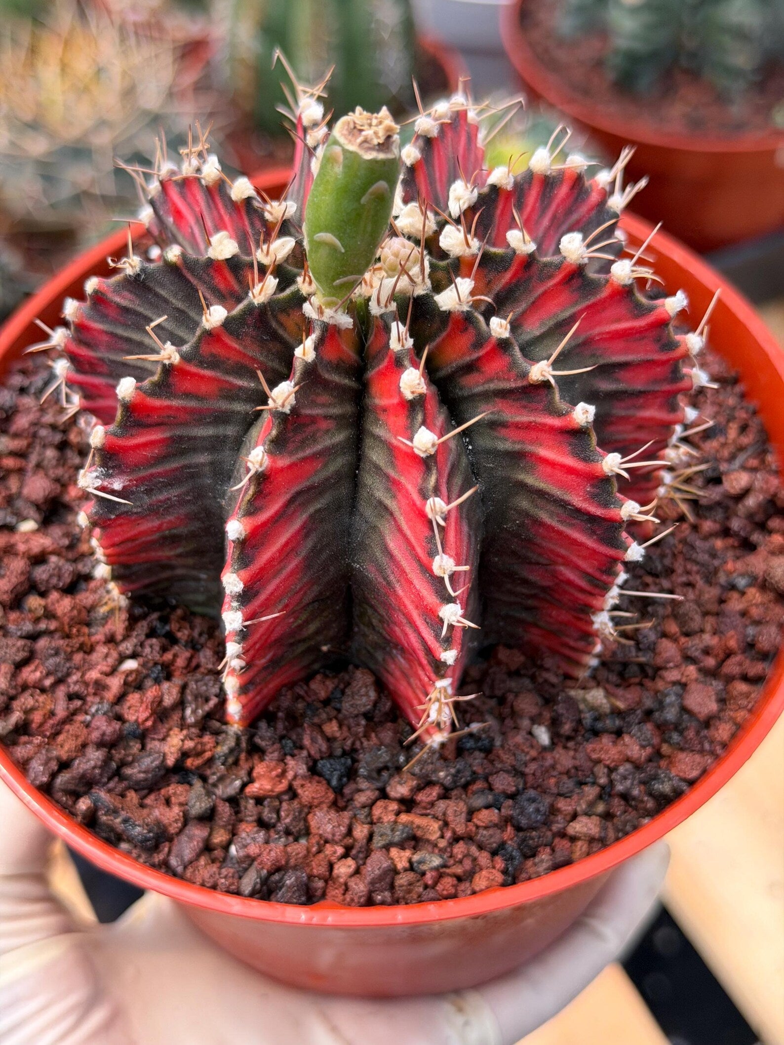 Variegated Gymnocalycium Mihanovichii | Rare Live Collector Cactus #424
