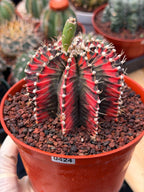 Variegated Gymnocalycium Mihanovichii | Rare Live Collector Cactus #424