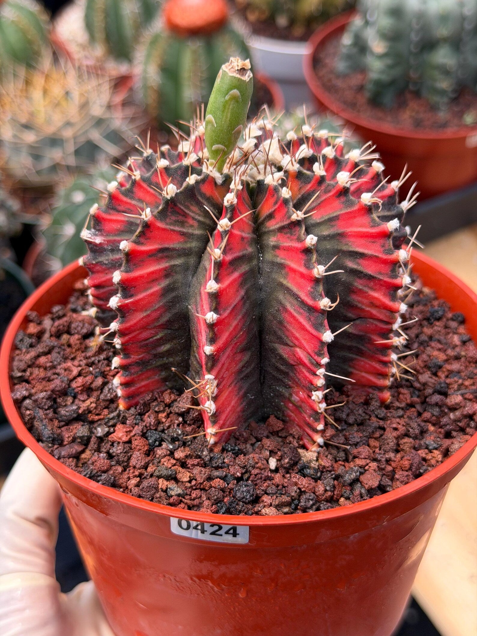 Variegated Gymnocalycium Mihanovichii | Rare Live Collector Cactus #424