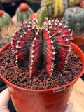 Variegated Gymnocalycium Mihanovichii | Rare Live Collector Cactus #424