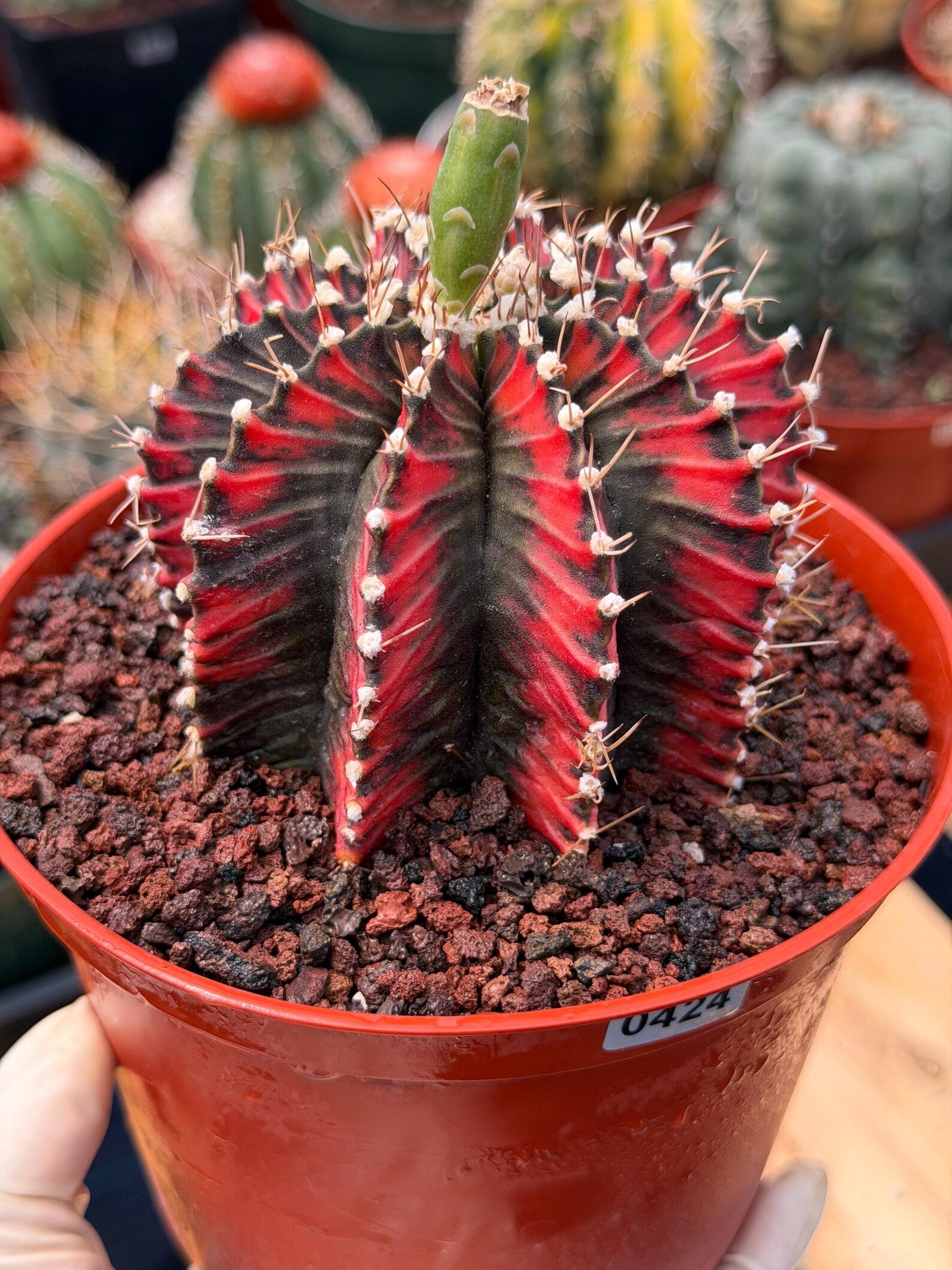 Variegated Gymnocalycium Mihanovichii | Rare Live Collector Cactus #424