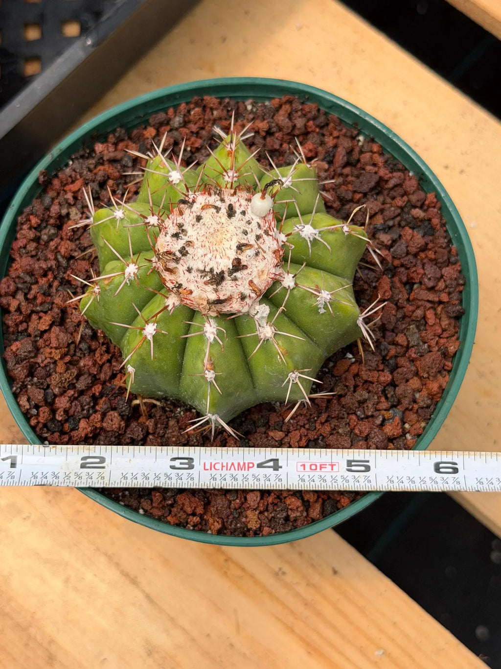 Melocactus Dwarf Form Seed Grown | Rare Live Cactus Plant | Easy Care Collector Cactus