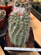 Variegated Matucana Madisoniorum Red Flower Cactus #428