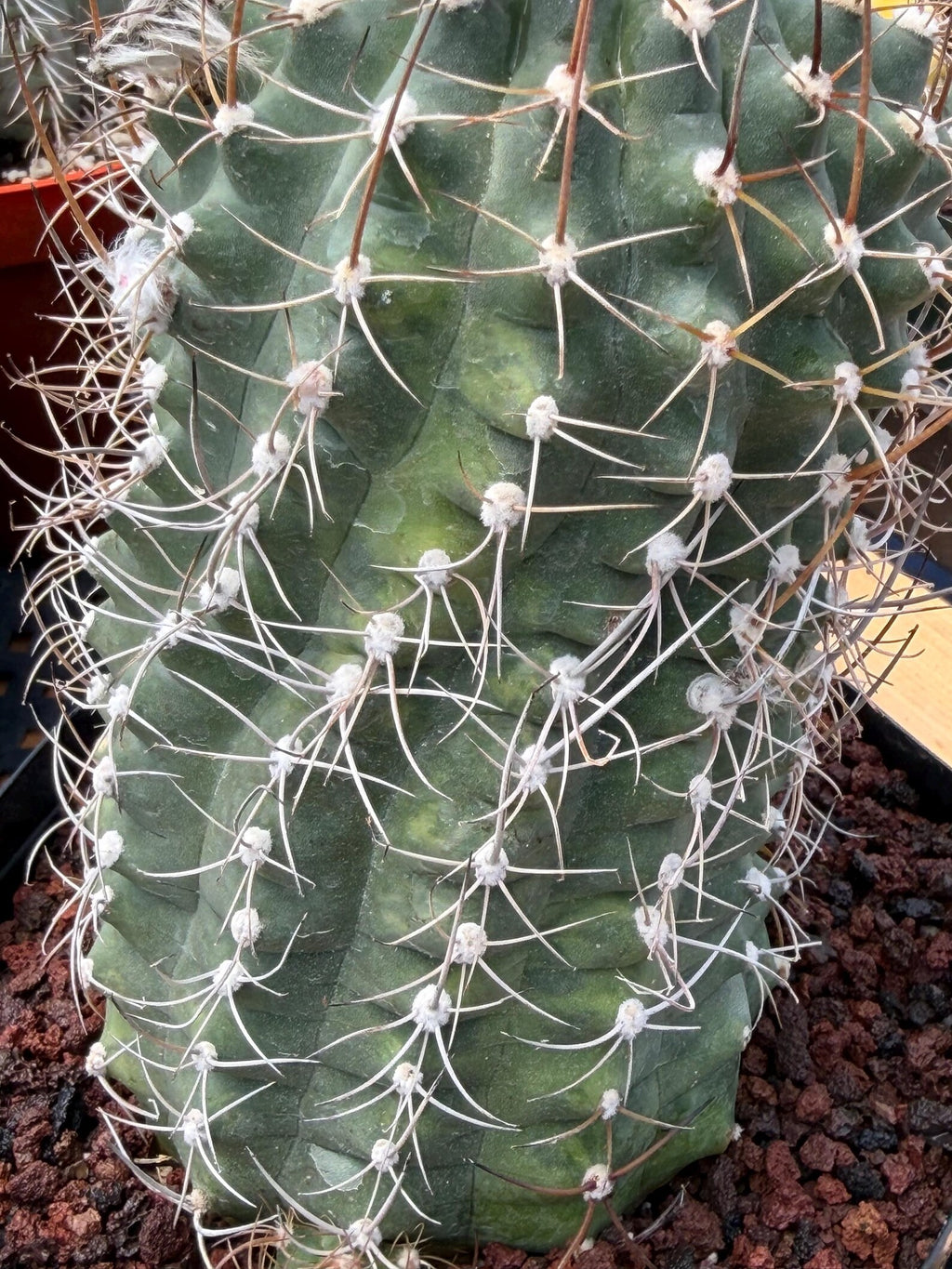 Variegated Matucana Madisoniorum Red Flower Cactus #428