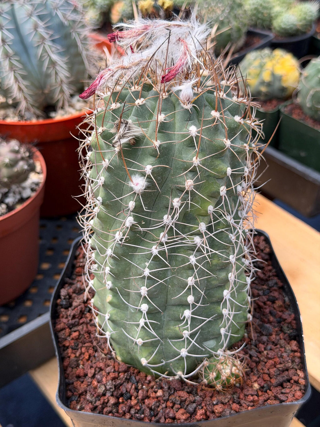 Variegated Matucana Madisoniorum Red Flower Cactus #428