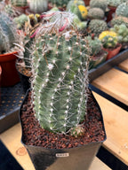 Variegated Matucana Madisoniorum Red Flower Cactus #428