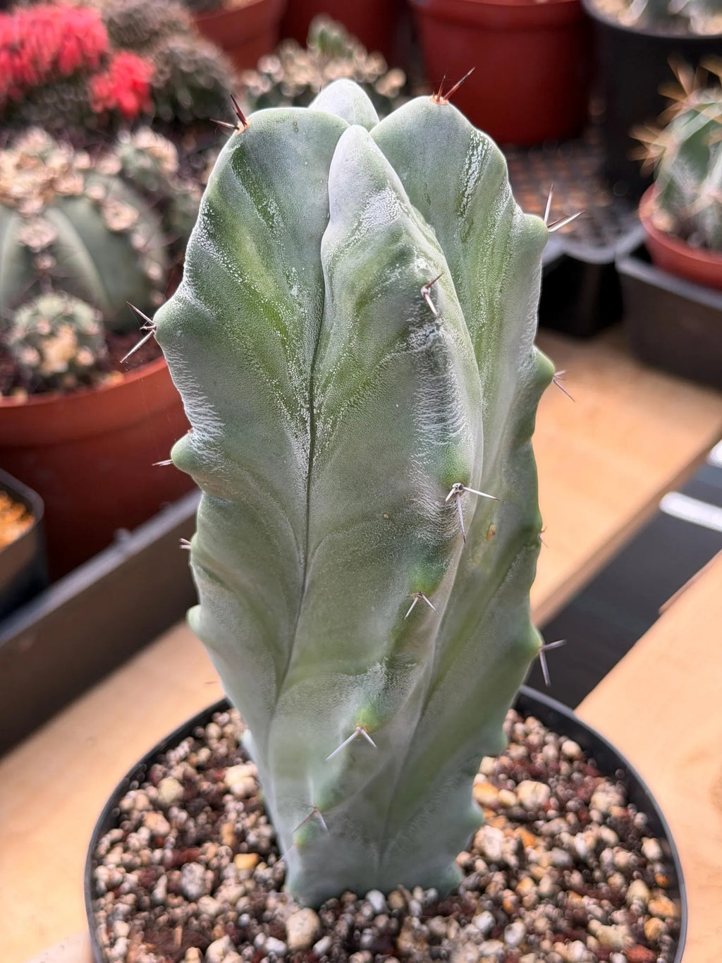 Stenocereus Pruinosus Spiral Form | Gray Ghost Cactus | Rare Large Cactus | Live Plant