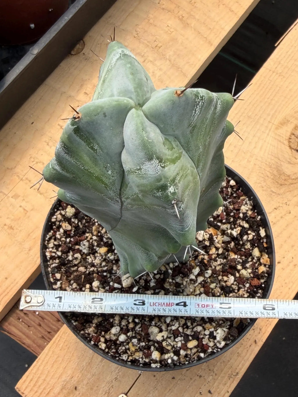 Stenocereus Pruinosus Spiral Form | Gray Ghost Cactus | Rare Large Cactus | Live Plant