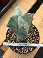 Stenocereus Pruinosus Spiral Form | Gray Ghost Cactus | Rare Large Cactus | Live Plant