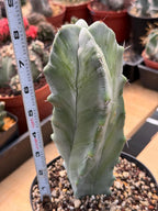 Stenocereus Pruinosus Spiral Form | Gray Ghost Cactus | Rare Large Cactus | Live Plant