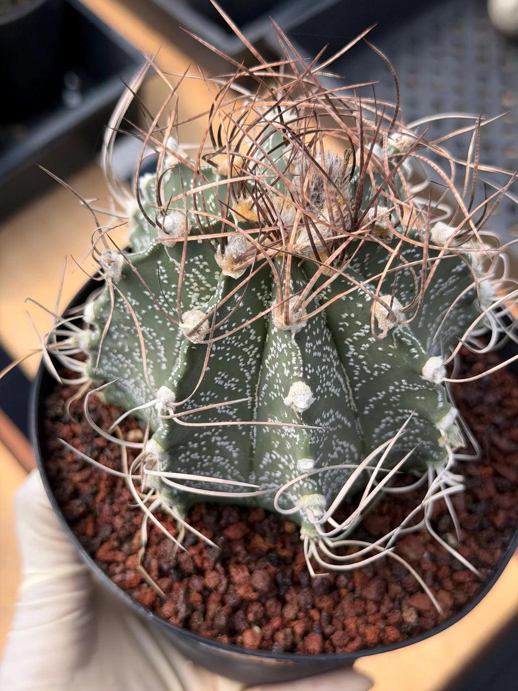 Astrophytum Capricorn White Flecking Rare Seed Grown Live Cactus – Exact Collector Plant #446