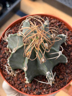 Astrophytum Capricorn Buffalo Rare Seed Grown Live Cactus – Exact Collector Plant #336