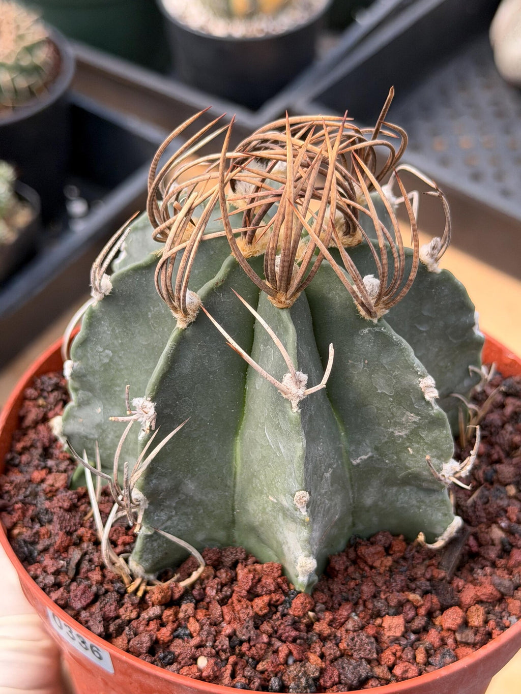 Astrophytum Capricorn Buffalo Rare Seed Grown Live Cactus – Exact Collector Plant #336