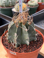 Astrophytum Capricorn Buffalo Rare Seed Grown Live Cactus – Exact Collector Plant #336