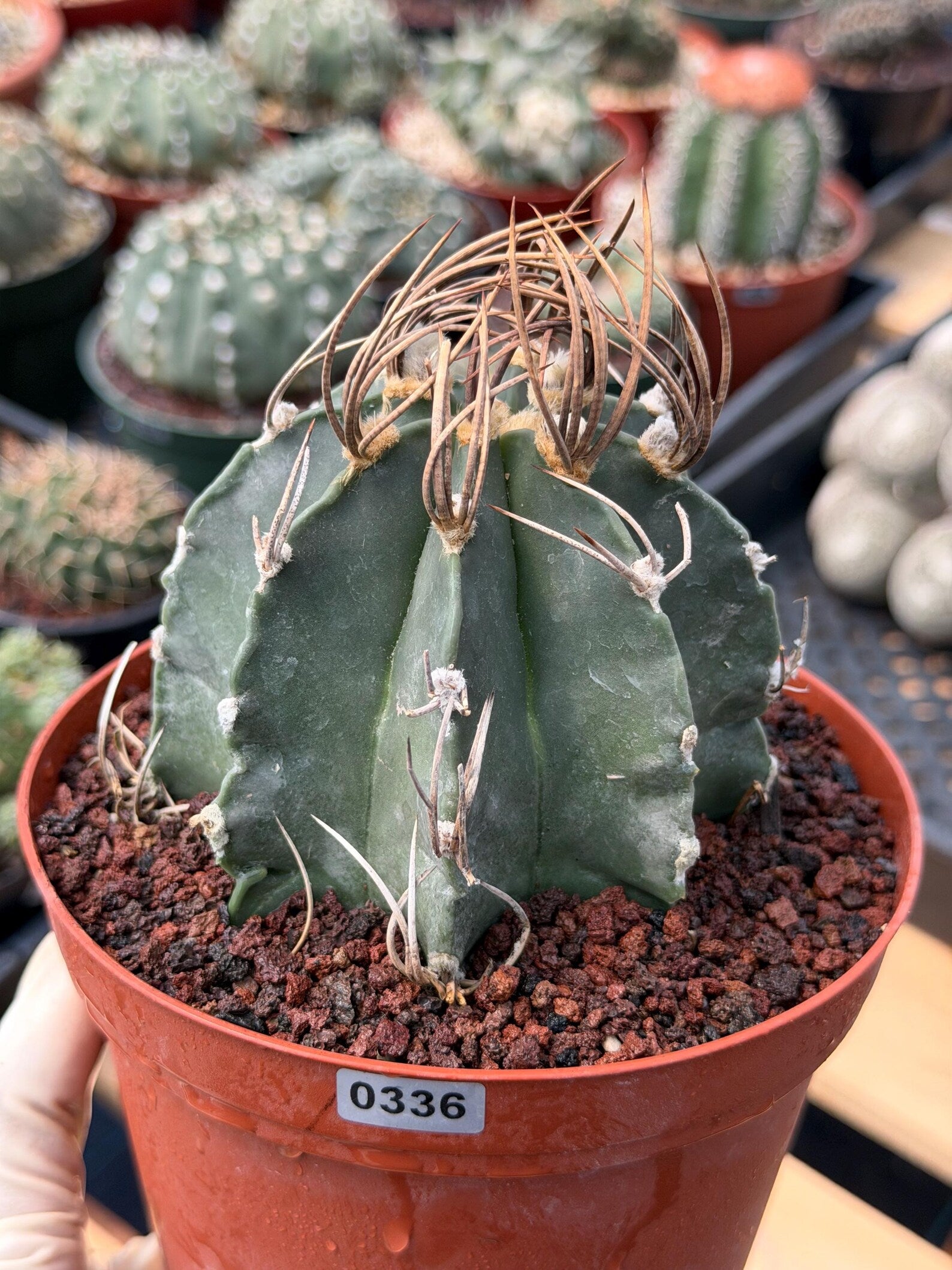 Astrophytum Capricorn White Flecking Rare Seed Grown Live Cactus – Exact Collector Plant #446
