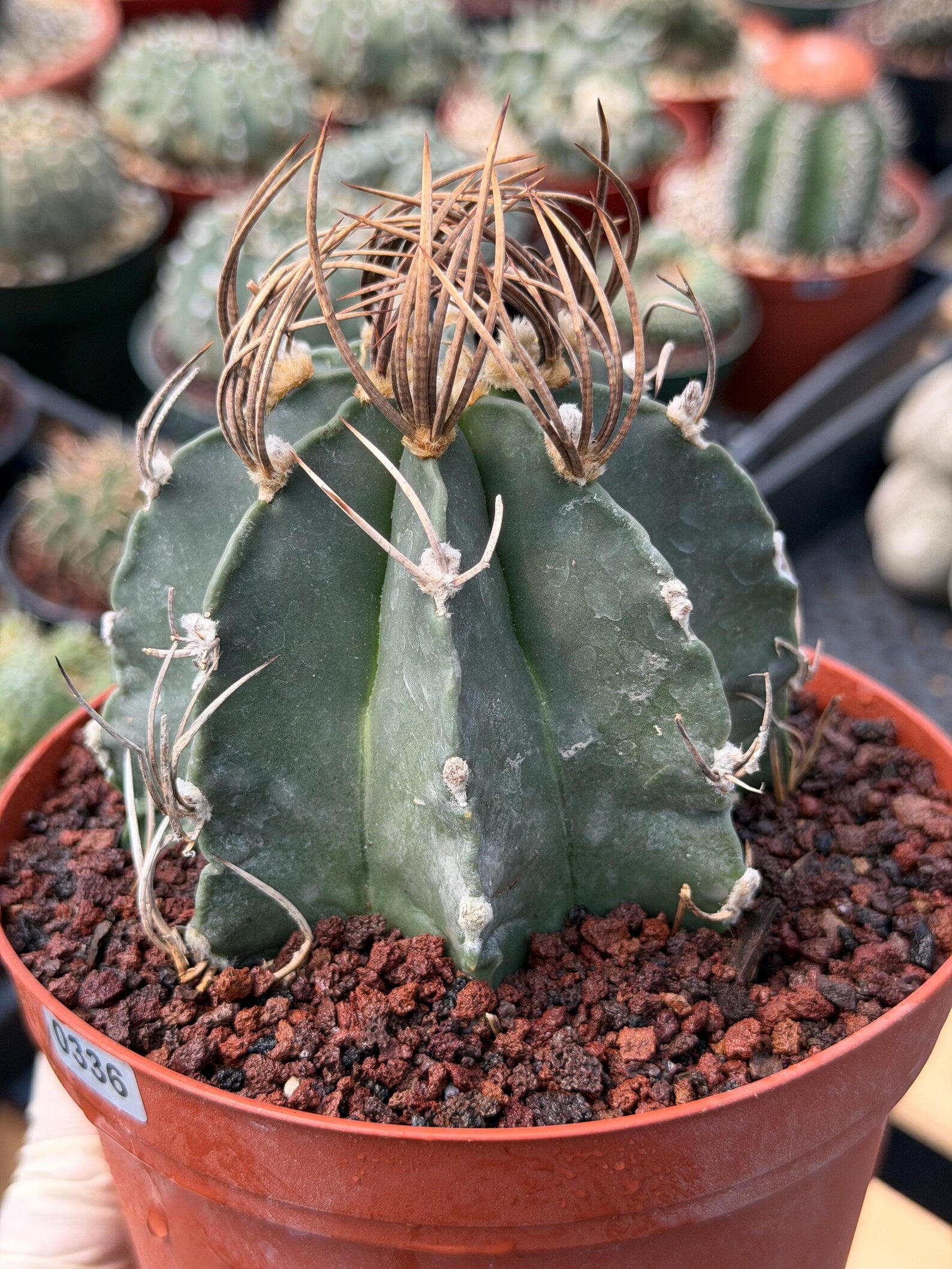 Astrophytum Capricorn Buffalo Rare Seed Grown Live Cactus – Exact Collector Plant #336
