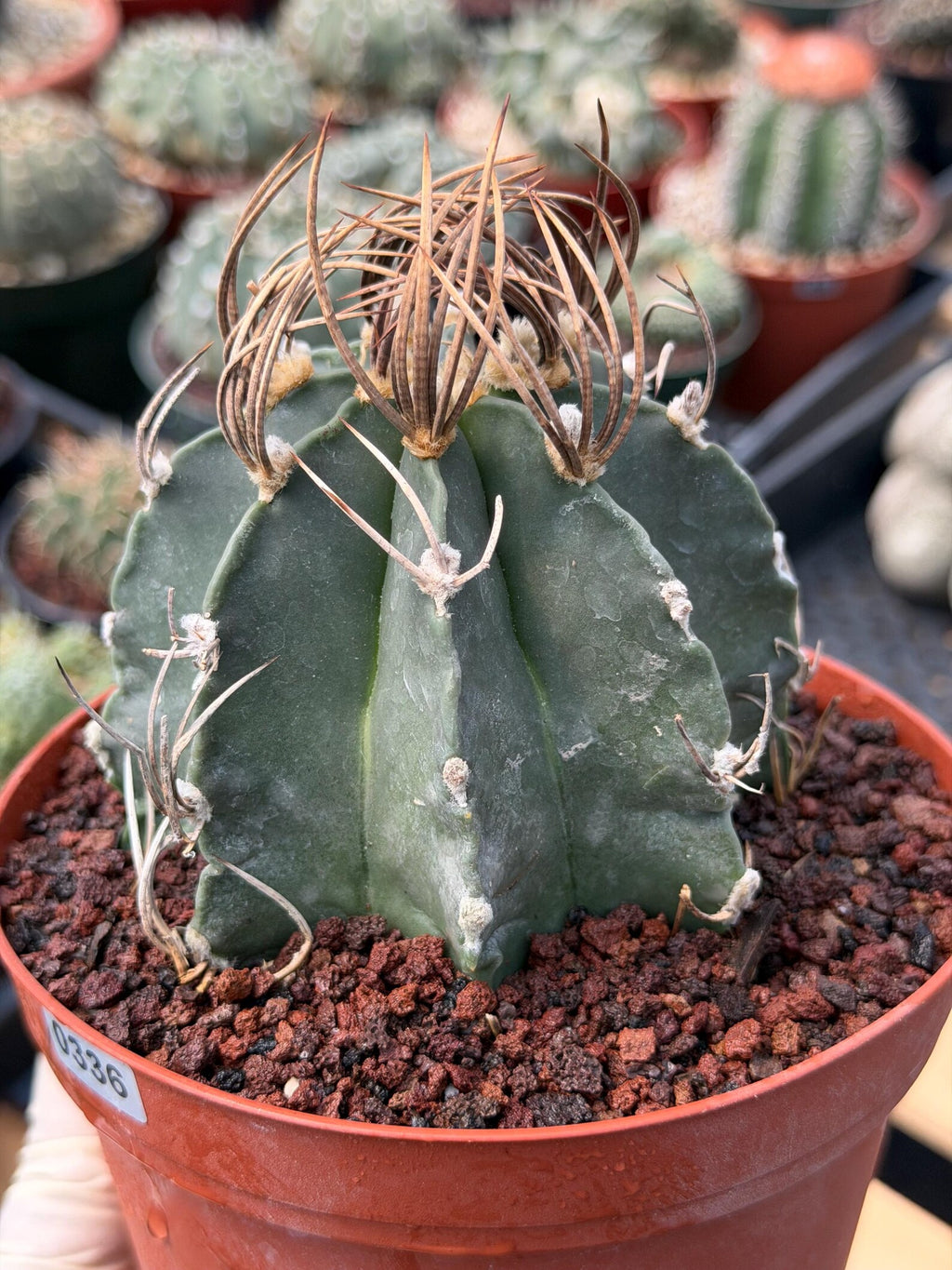 Astrophytum Capricorn White Flecking Rare Seed Grown Live Cactus – Exact Collector Plant #446