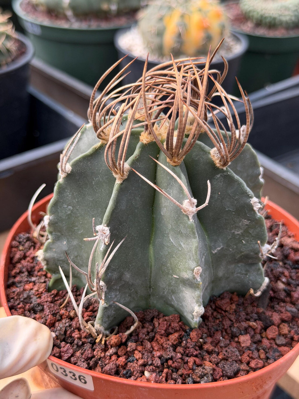 Astrophytum Capricorn Buffalo Rare Seed Grown Live Cactus – Exact Collector Plant #336