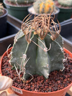 Astrophytum Capricorn Buffalo Rare Seed Grown Live Cactus – Exact Collector Plant #336