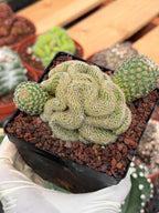 Crested Mammillaria Huitzilopochtli #450 | Rare Live Cactus | Crested Collector Plant | Exact Plant | Succulent Gift