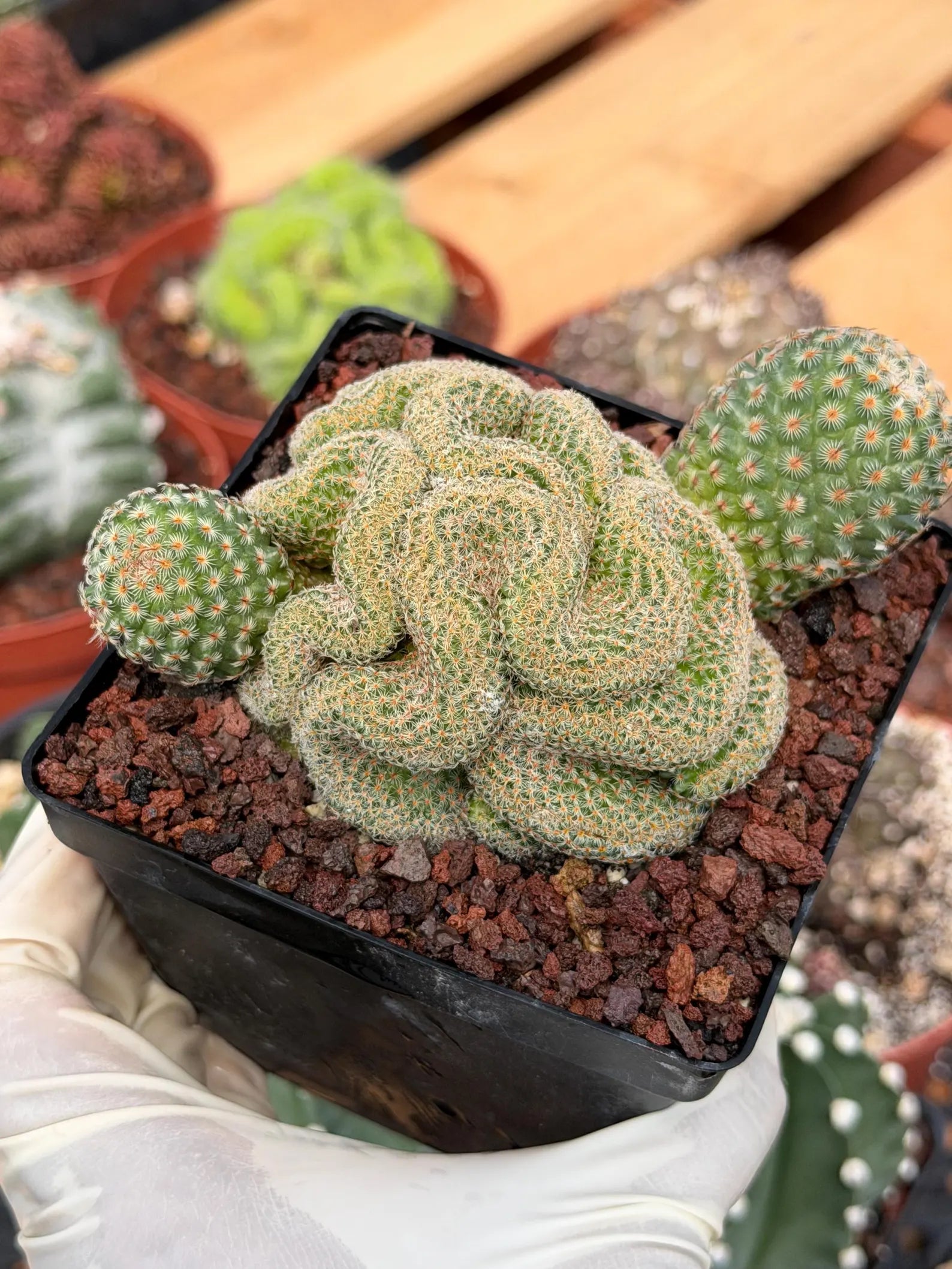 Crested Mammillaria Huitzilopochtli #450 | Rare Live Cactus | Crested Collector Plant | Exact Plant | Succulent Gift