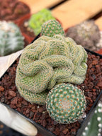 Crested Mammillaria Huitzilopochtli #450 | Rare Live Cactus | Crested Collector Plant | Exact Plant | Succulent Gift